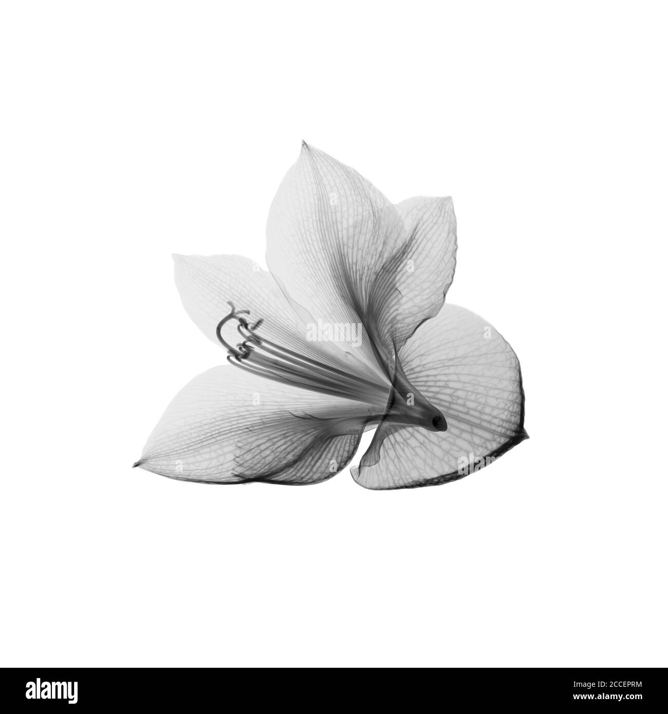 Amaryllis Blume, Röntgen Stockfoto