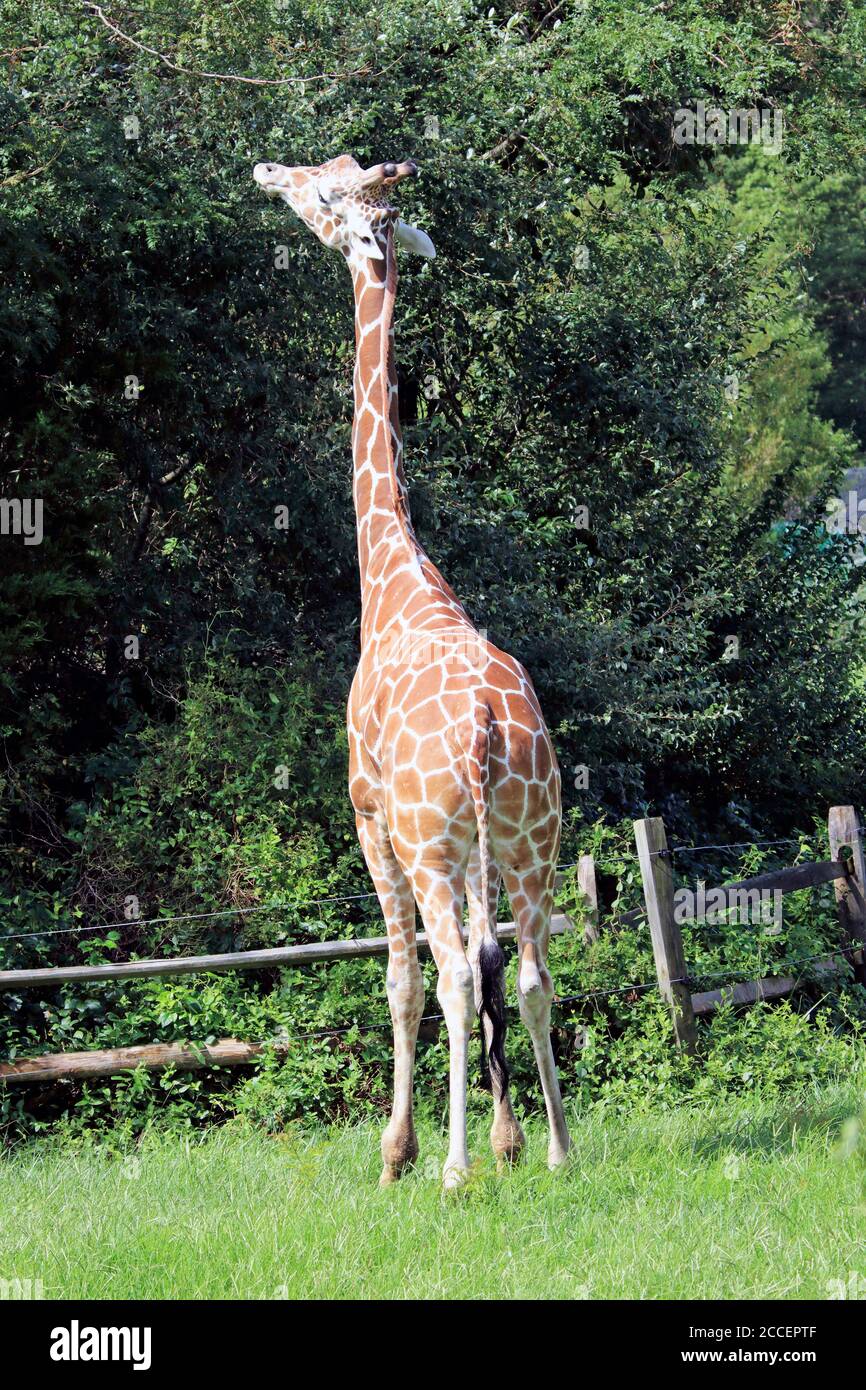Netzgiraffen, Giraffa camelopardalis reticulata, im Cape May County Zoo, Cape May Courthouse, New Jersey, USA Stockfoto