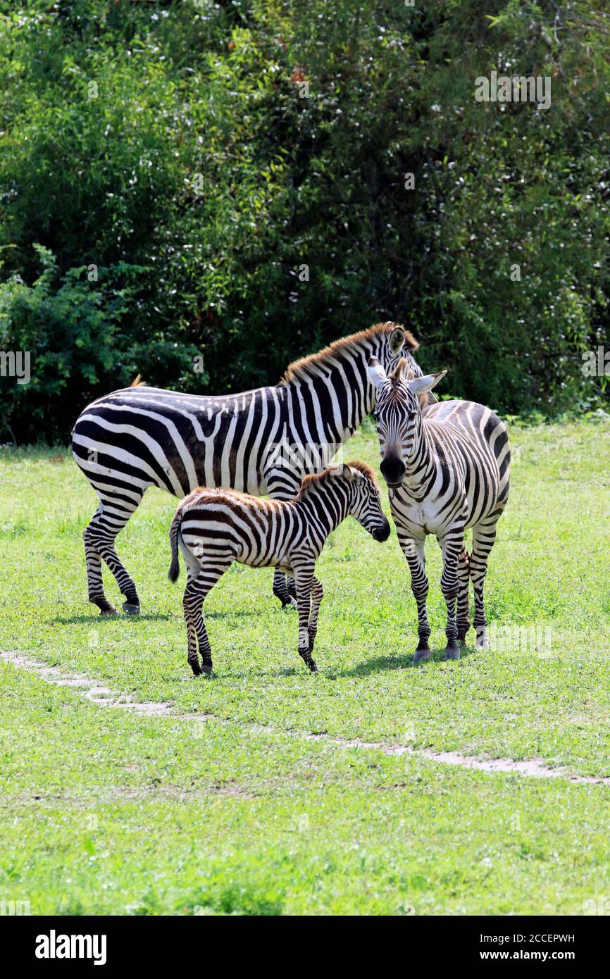 Eine Familie von Grant's Zebras im Cape May County Zoo, Cape May Courthouse, New Jersey, USA Stockfoto