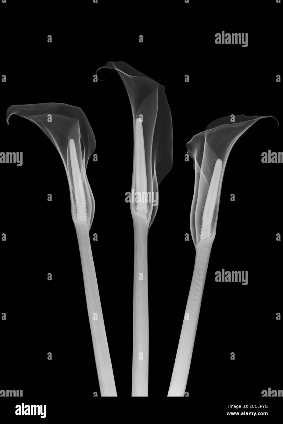 Arumlilien (Zantedeschia aethiopica), Röntgenaufnahme Stockfoto