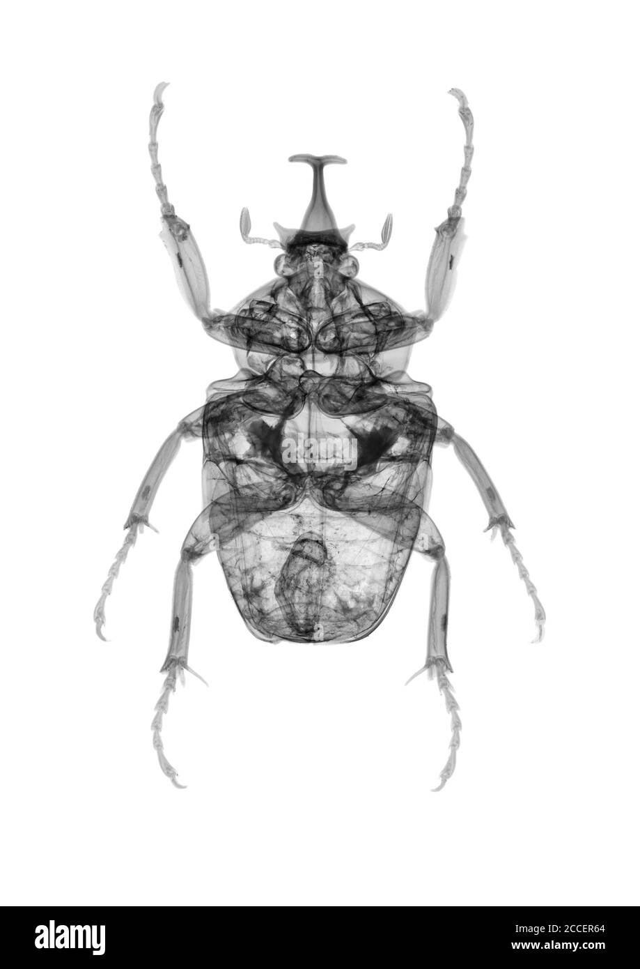 Beetle, Röntgen Stockfoto