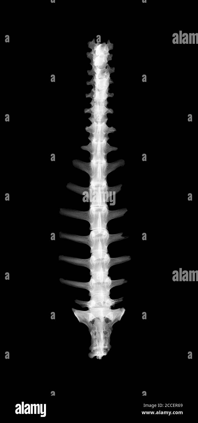 Schafspine, Röntgen Stockfoto