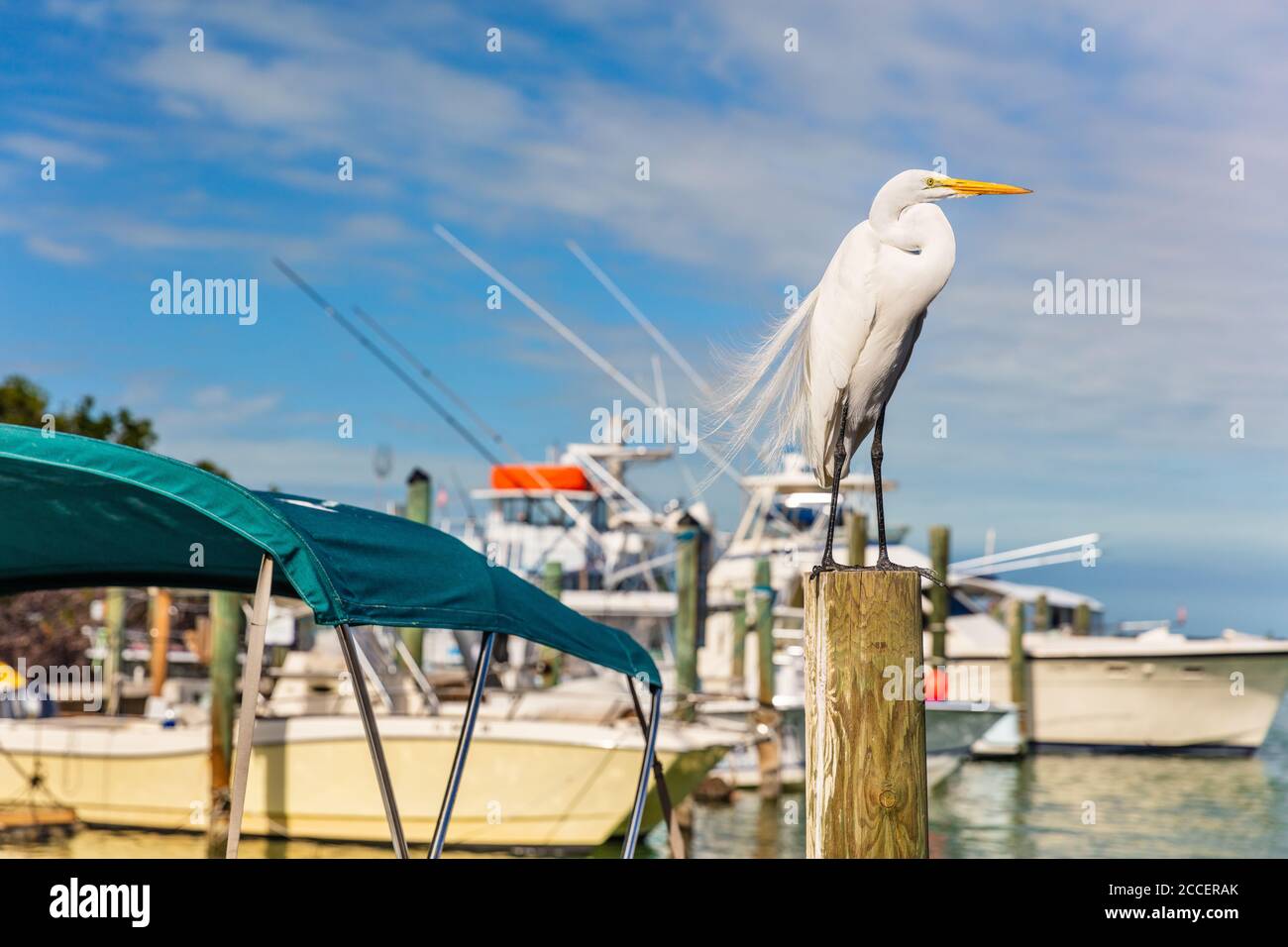 Große Reiher Vogel am Yachthafen der Keys in Islamorada, Key West, Florida, USA Tierwelt. Ardea alba Stockfoto
