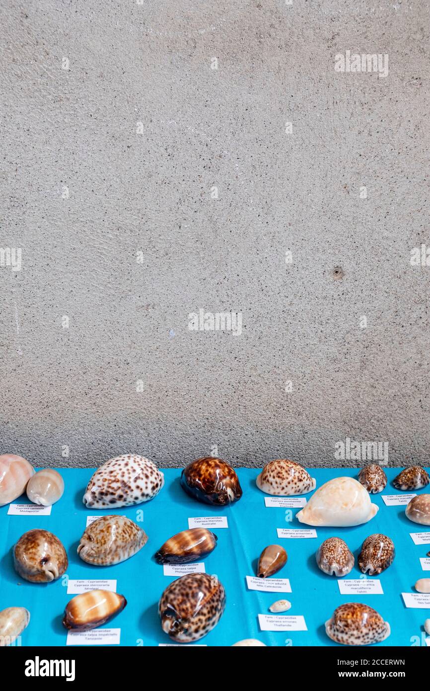 Verschiedene Shells mit Namen werden vor einem angezeigt Verputzte Wand Stockfoto