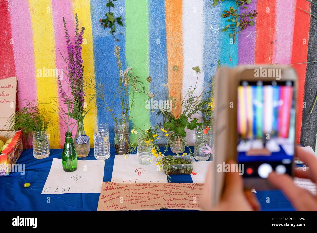 Frau mittleren Alters fotografiert eine Anordnung von Blumen und Gräsern auf Eine bunt gestreifte Wand mit einem Smartphone Stockfoto