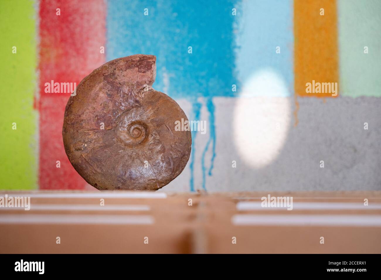 Versteinerte Ammoniten an einer bunt gestreiften Wand Stockfoto