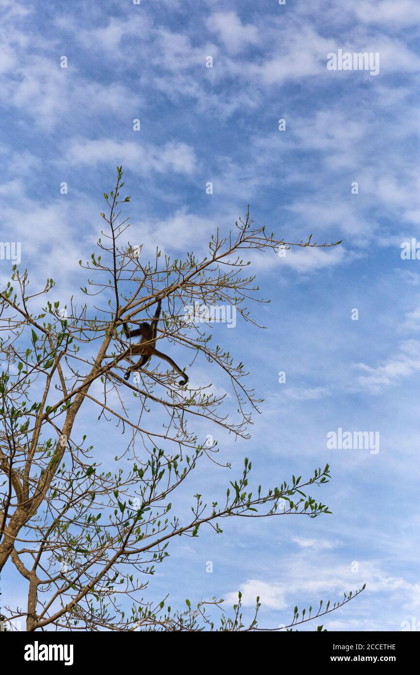 Ein Spinnenaffe wandert durch den Dschungel der Xcaret Riviera Maya Stockfoto