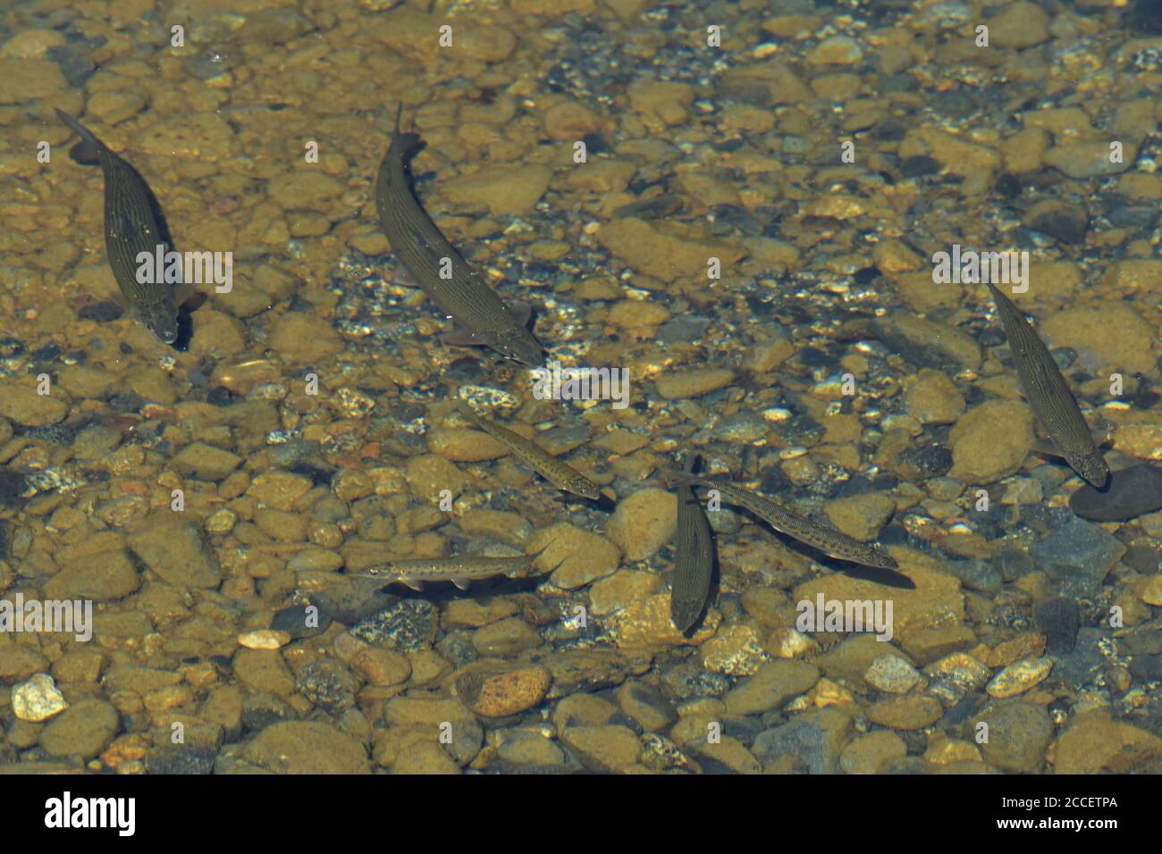 Eine Schule von Seefischen (Coregonus clupeaformis) ernähren sich im kristallklaren Wasser des Summit Lake entlang des Alaskas Richardson Highway. Stockfoto