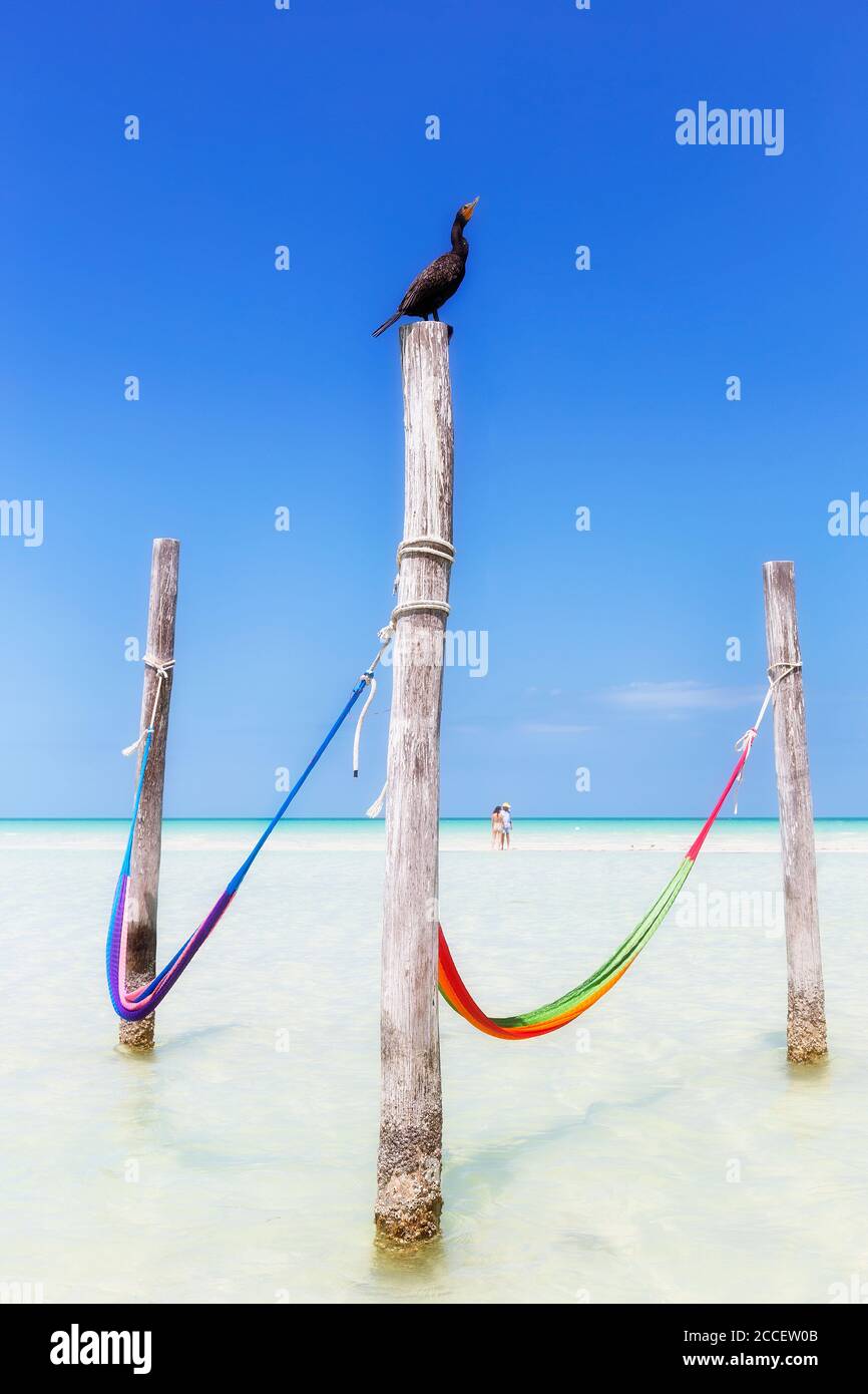 Kormoran in Holbox Island, Quintana Roo, Halbinsel Yucatan, Mexiko Stockfoto