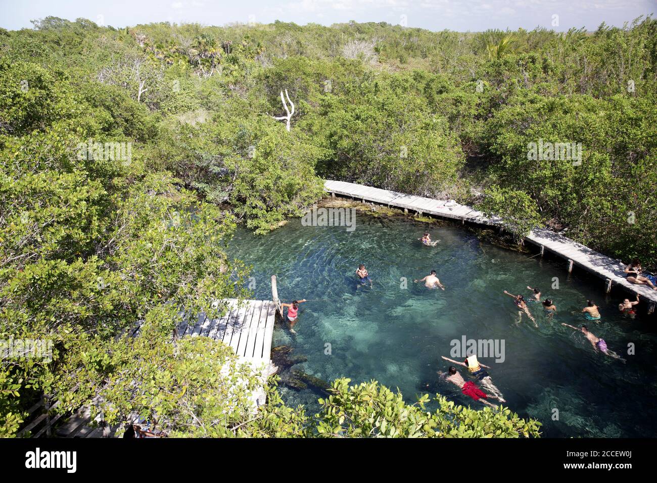 Mangrovensumpf auf Holbox Island, Badeurlauber im kristallklaren Wasser, Quintana Roo, Yucatán Peninsula, Mexiko Stockfoto