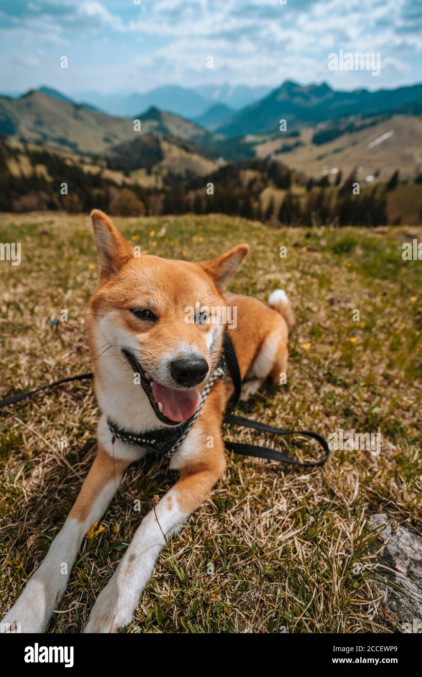 Europa, Deutschland, Bayern, Bayrische Alpen, Sudelfeld, Tatzelwurm, Brannenburg, Bayrischzell, Hund an der Leine, lächelnd Stockfoto