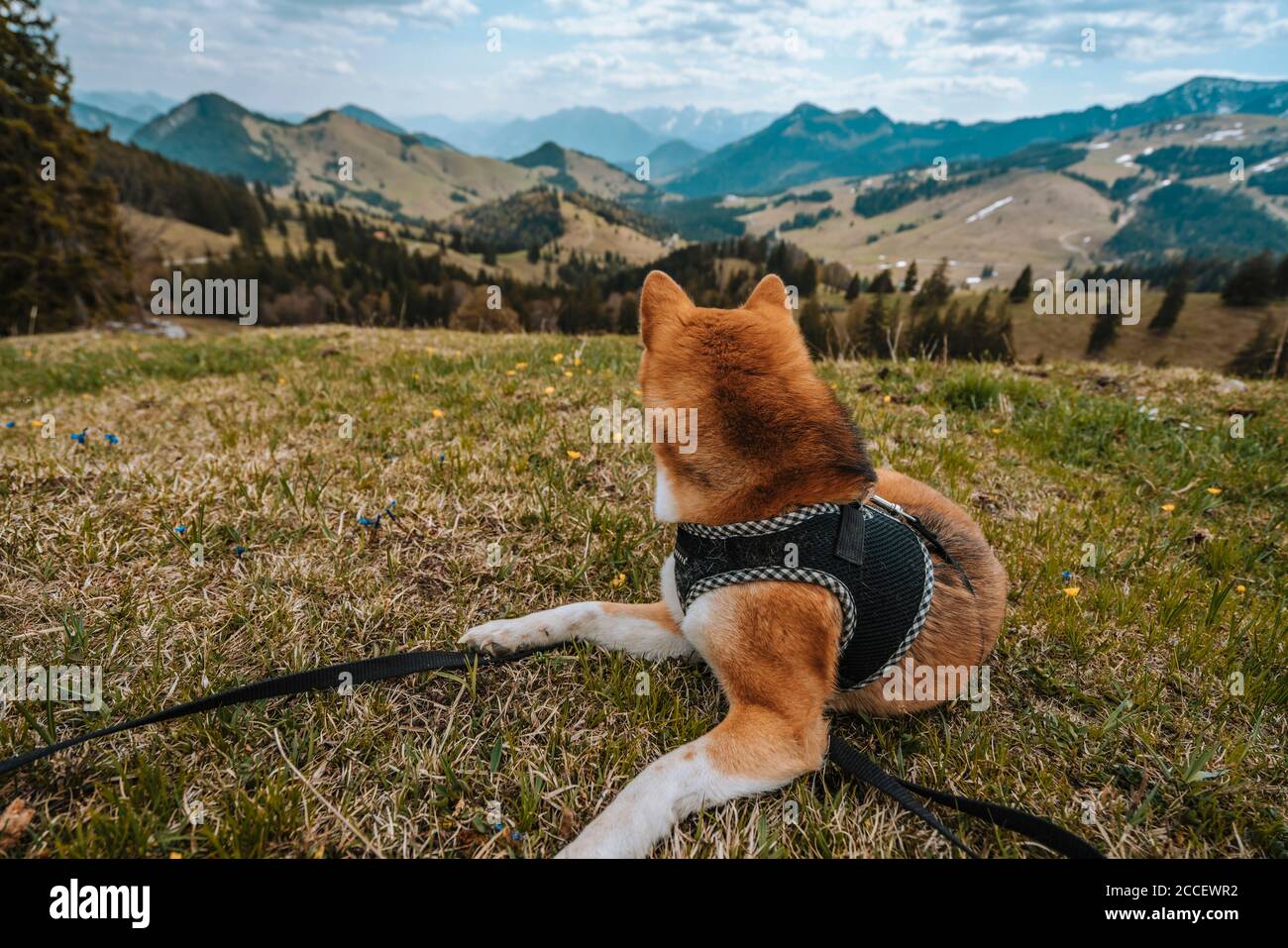 Europa, Deutschland, Bayern, Bayrische Alpen, Sudelfeld, Tatzelwurm, Brannenburg, Bayrischzell, Hund an der Leine mit Blick in die Alpen Stockfoto