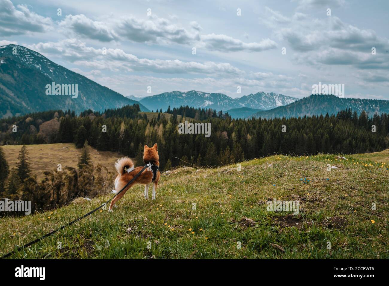 Europa, Deutschland, Bayern, Bayrische Alpen, Sudelfeld, Tatzelwurm, Brannenburg, Bayrischzell, Hund an der Leine, Stockfoto
