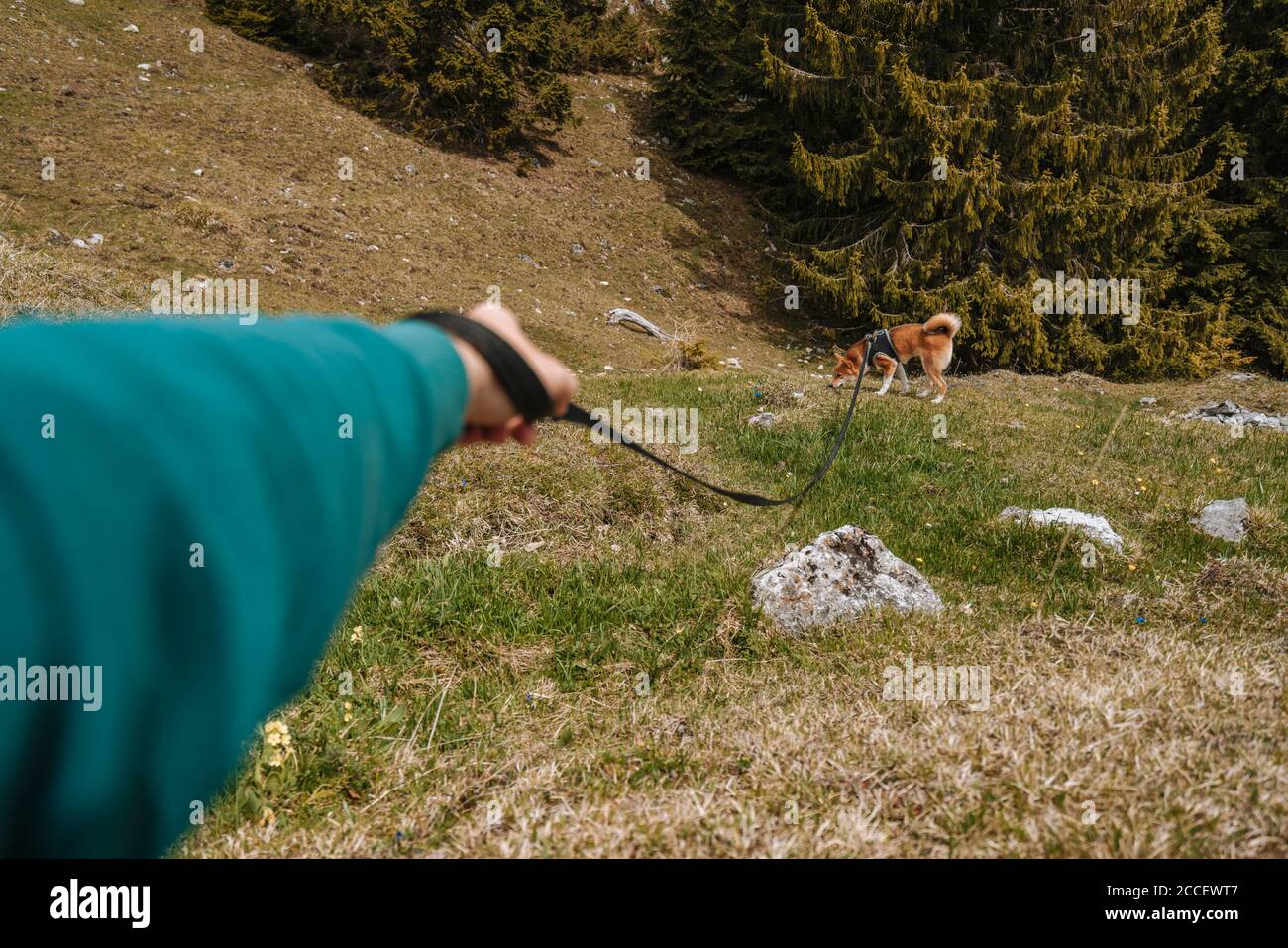 Europa, Deutschland, Bayern, Bayrische Alpen, Sudelfeld, Tatzelwurm, Brannenburg, Bayrischzell, Hund an der Leine, Stockfoto