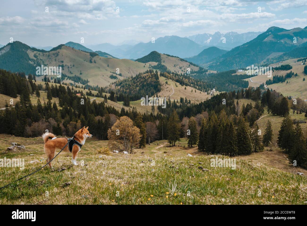 Europa, Deutschland, Bayern, Bayrische Alpen, Sudelfeld, Tatzelwurm, Brannenburg, Bayrischzell, Hund an der Leine, Stockfoto