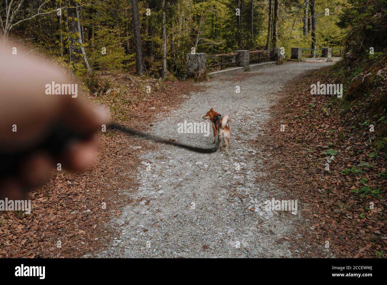 Europa, Deutschland, Bayern, Bayrische Alpen, Sudelfeld, Tatzelwurm, Brannenburg, Bayrischzell, Hund an der Leine, Shiba Inu Dog, Stockfoto