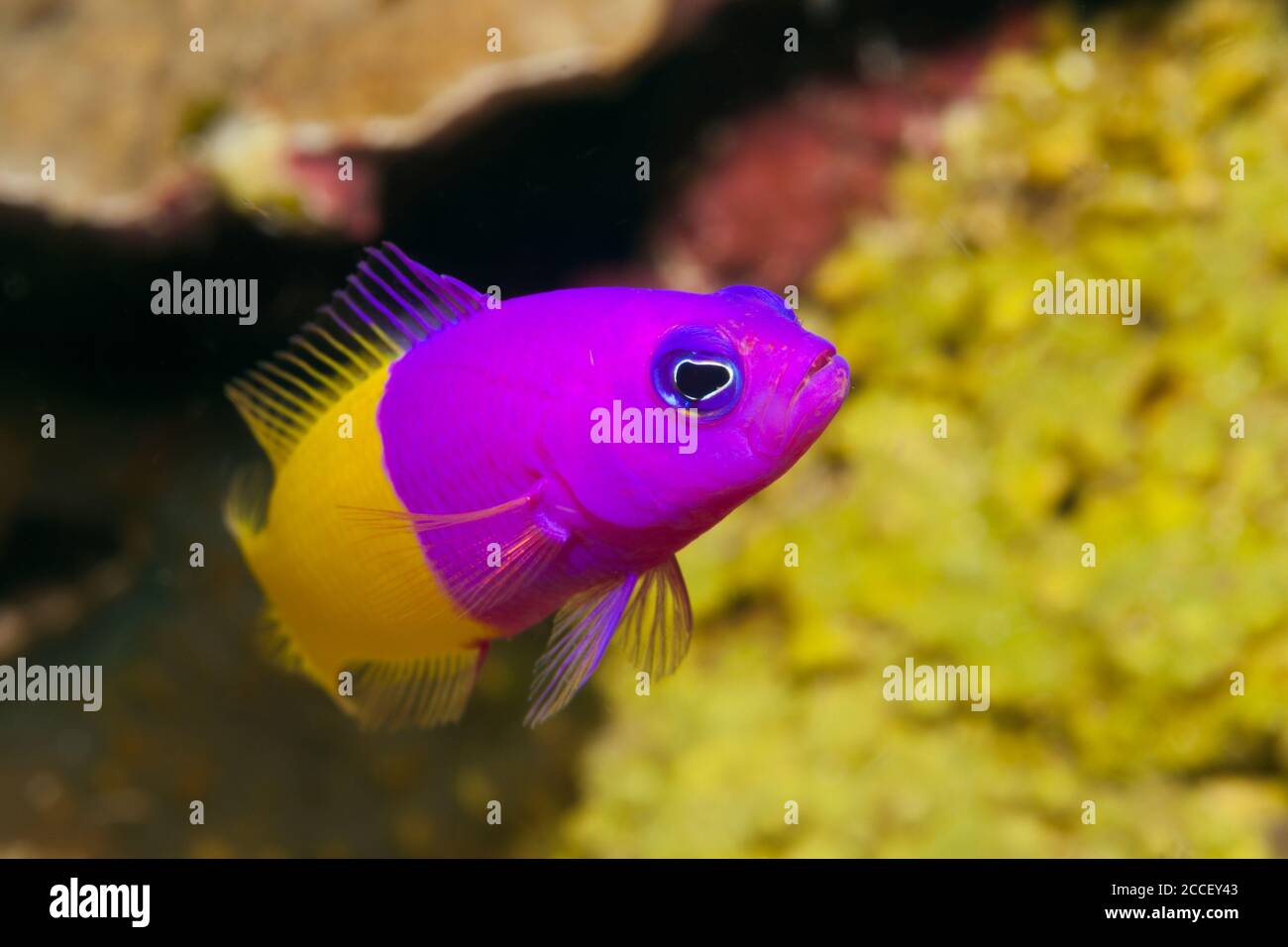 Zweifarbige Dottyback, Pseudochromis paccagnellae, Kimbe Bay, New Britain, Papua-Neuguinea Stockfoto