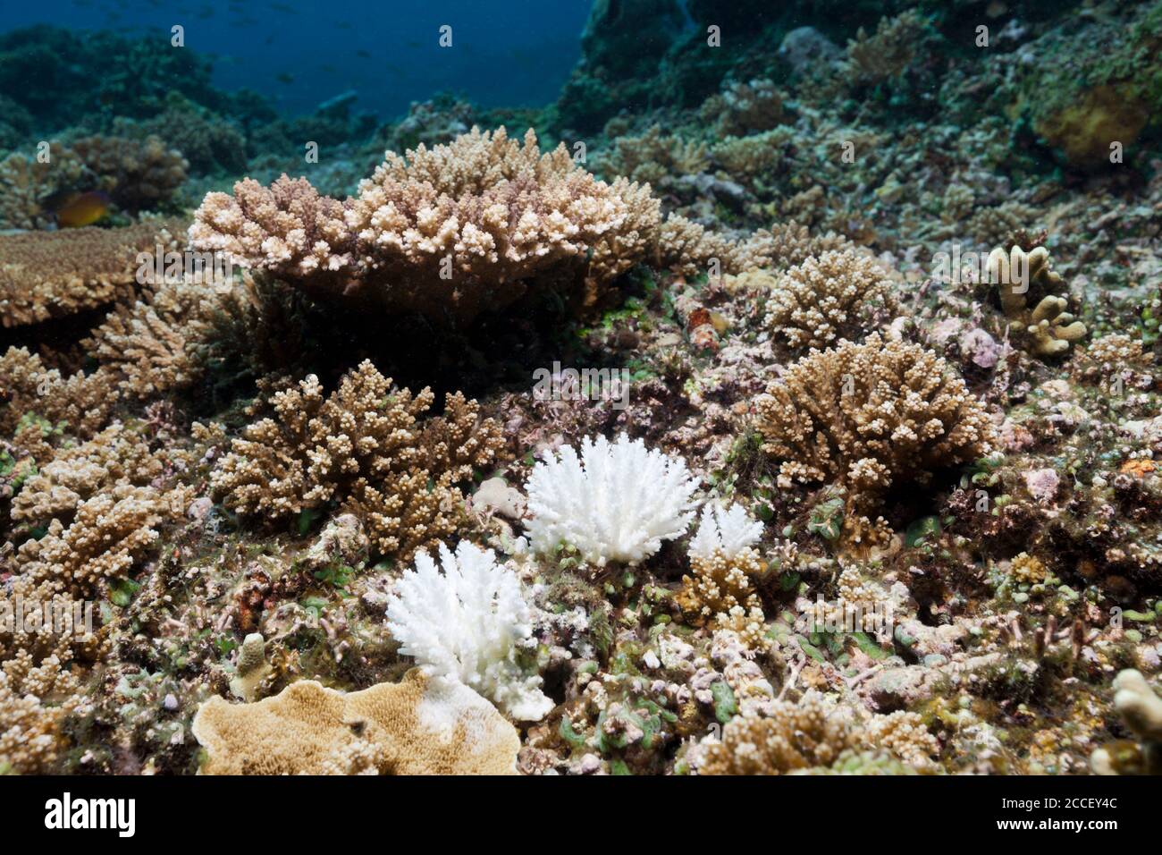 Korallenbleiche, Acropora, Kimbe Bay, New Britain, Papua-Neuguinea Stockfoto