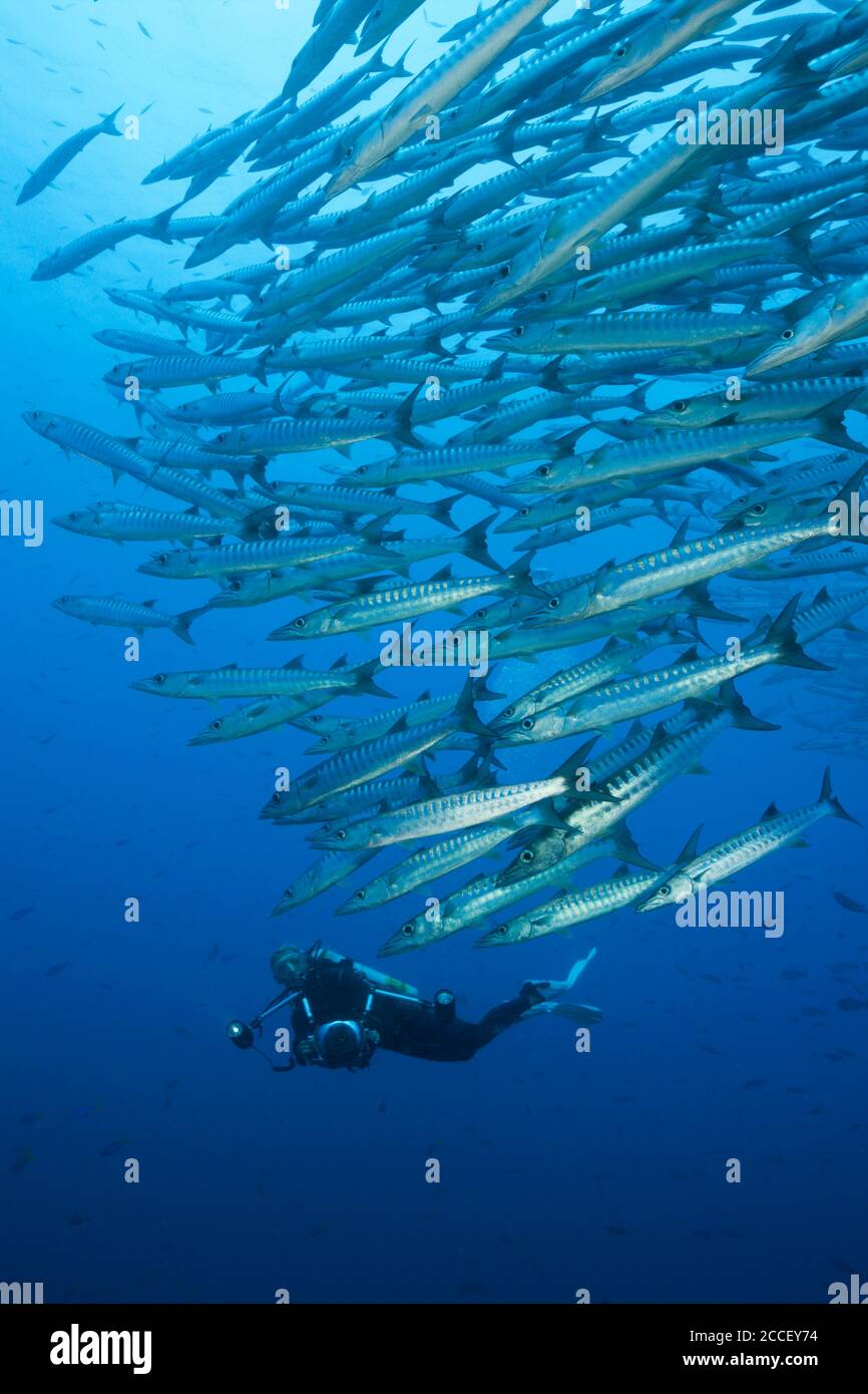Schwarm von Blackfin Barracuda, Sphyraena qenie, Kimbe Bay, New Britain, Papua Neuguinea Stockfoto
