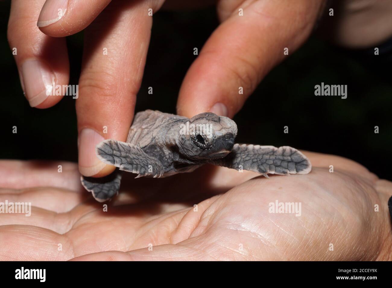 Meeresschildkröten-Schutzprogramm, Eretmochelys imbricata, New Ireland, Papua-Neuguinea Stockfoto