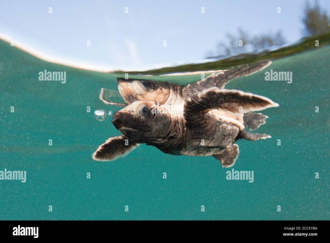 Habichtsbill-Seeschildkröten-Jungtiere, Eretmochelys imbricata, New Ireland, Papua-Neuguinea Stockfoto