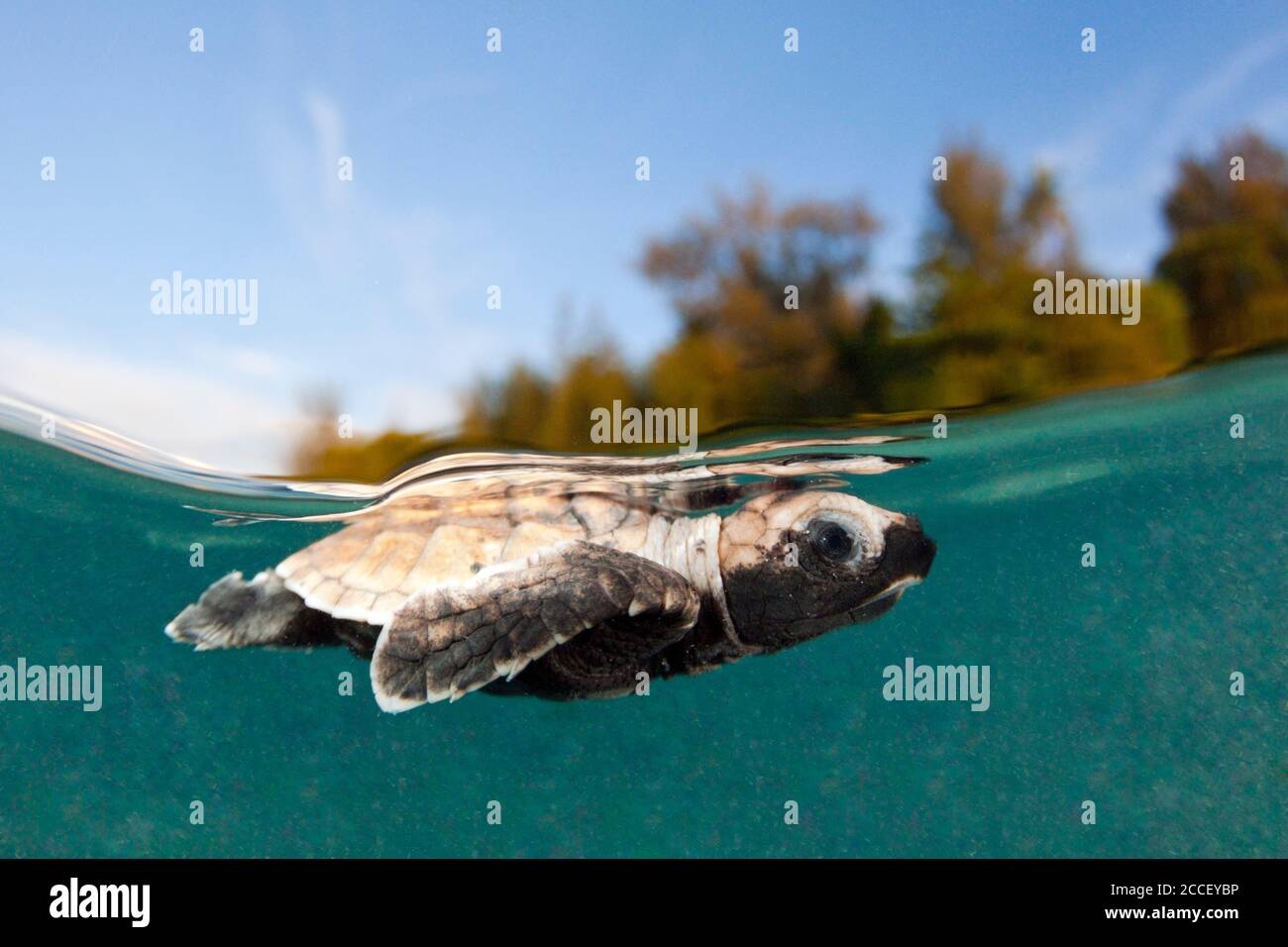 Habichtsbill-Seeschildkröten-Jungtiere, Eretmochelys imbricata, New Ireland, Papua-Neuguinea Stockfoto