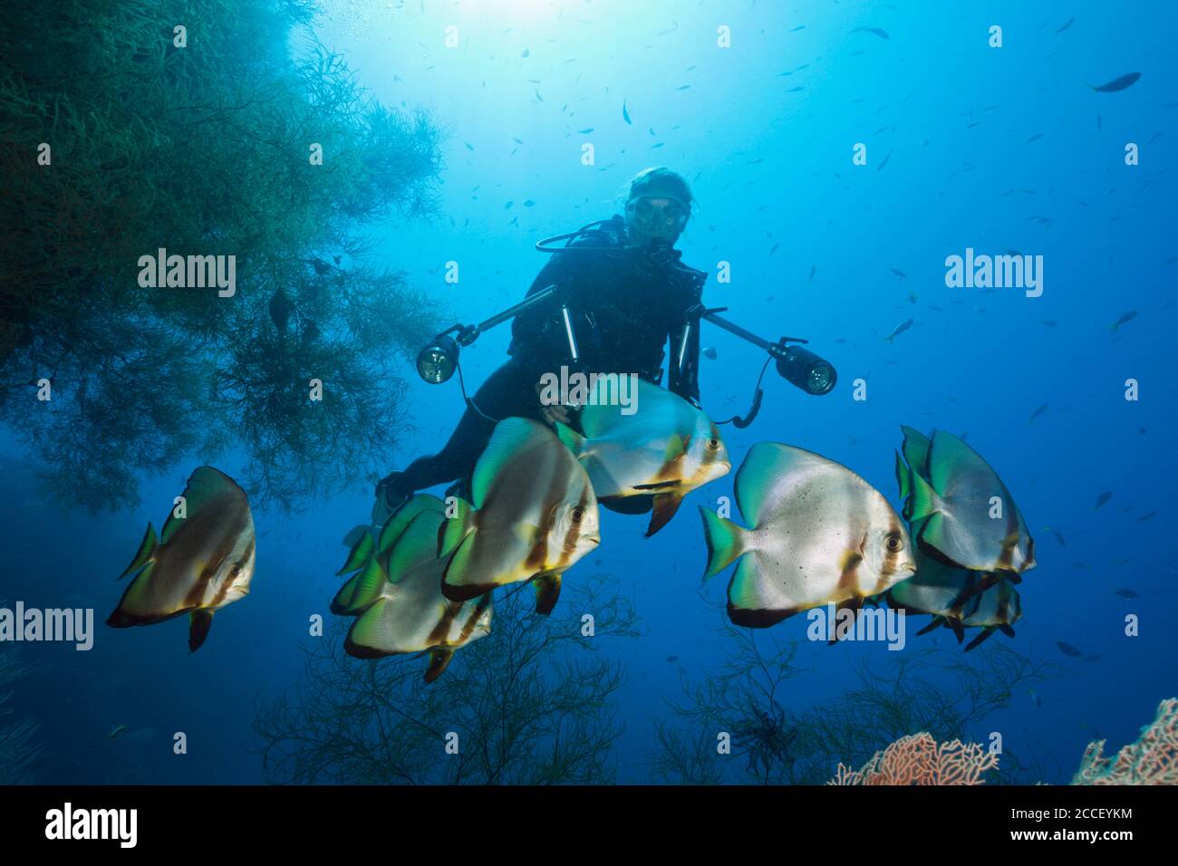 Korallenbleiche, New Ireland, Papua-Neuguinea Stockfoto