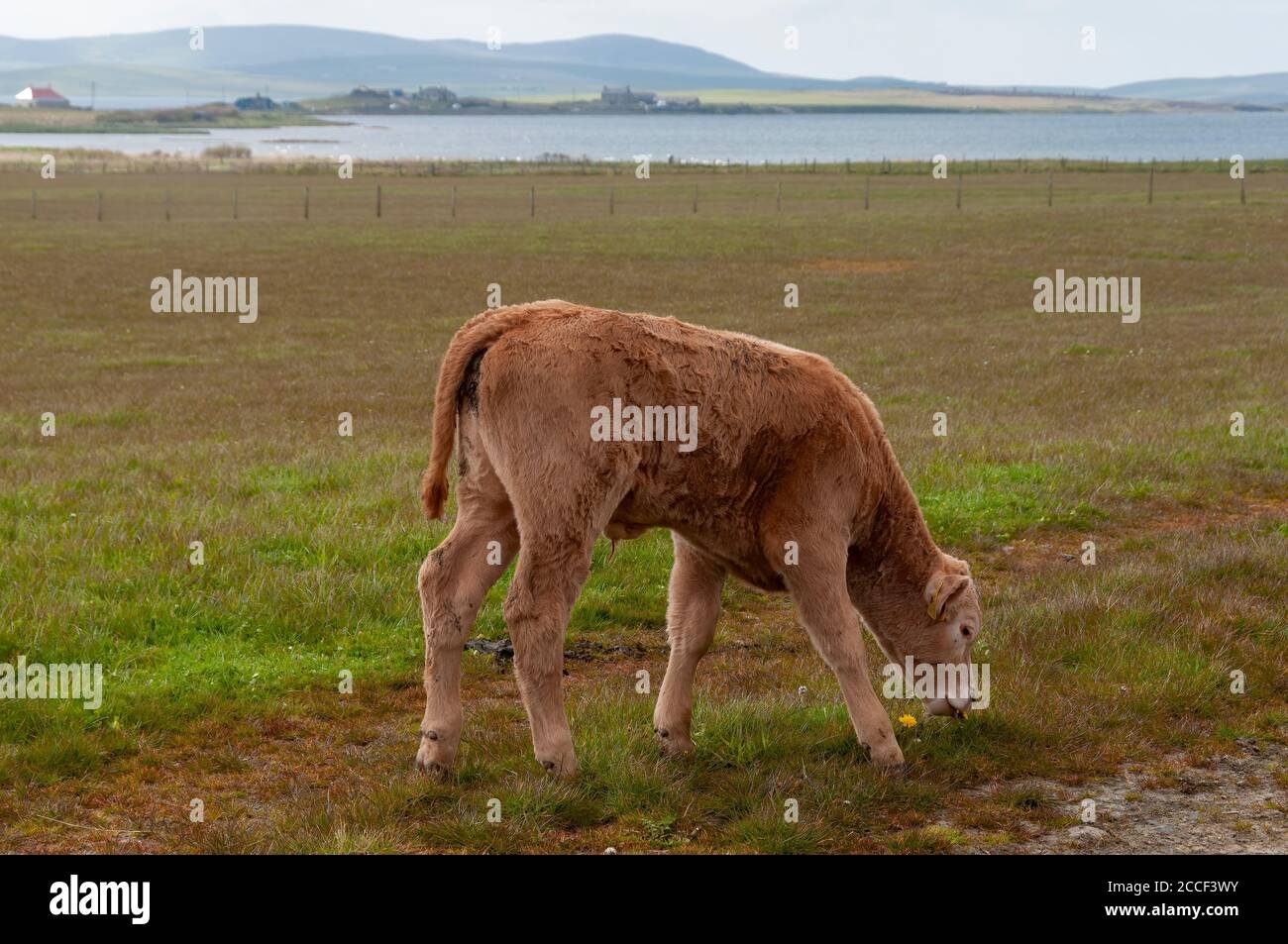 Nahaufnahme eines hellbraunen Schafes, das auf einem Feld auf einer Farm in Orkney, Kirkwall, Schottland, Großbritannien, grast Stockfoto