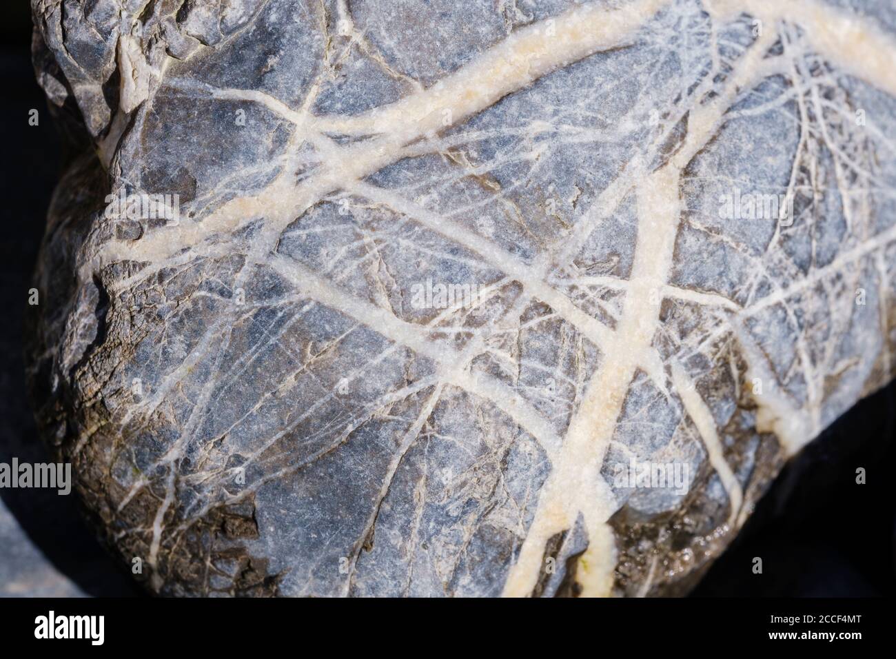 Dunkelgrauer Alpenkalk mit weißen Kalksteinrissen, Kiesel auf einer Kiesbank in Isarauen, bei Geretsried, Oberbayern, Bayern, Deutschland Stockfoto