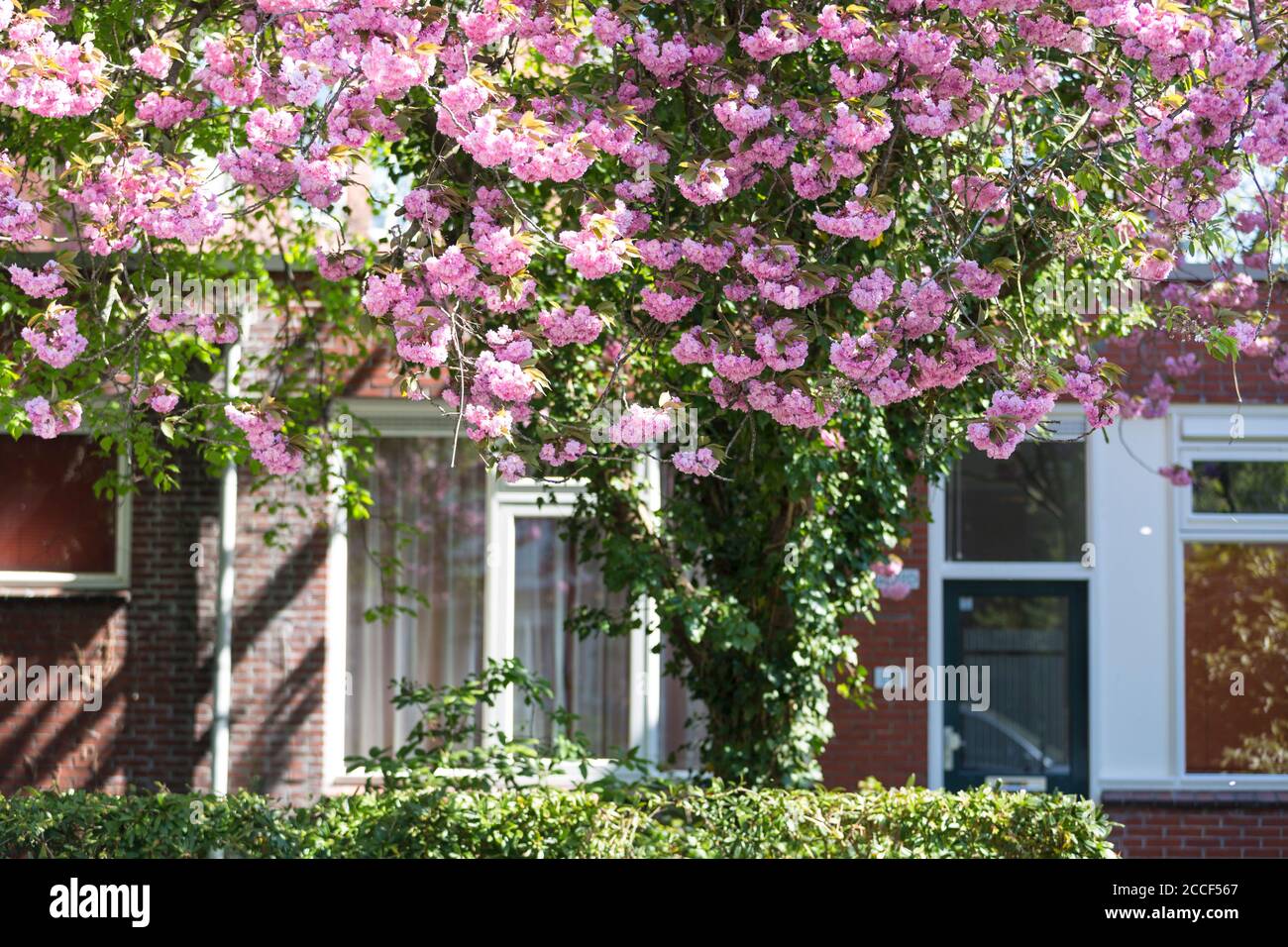 Blühender Baum im Vorgarten der niederländischen Häuser, Groningen, Niederlande Stockfoto