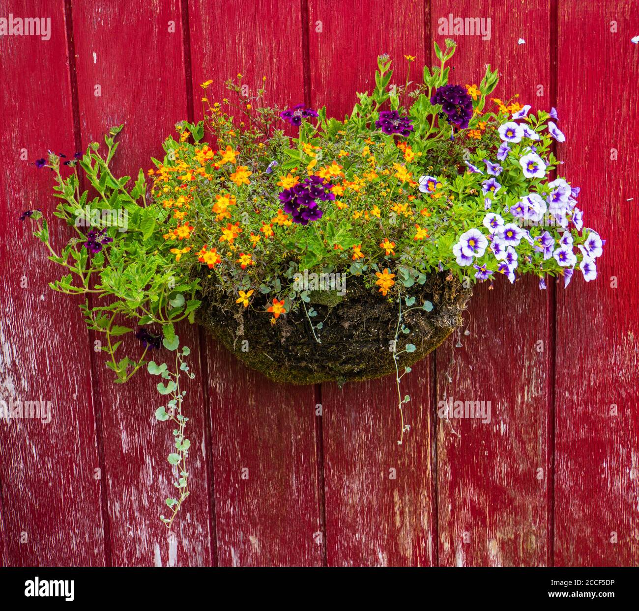 Korb mit zarten orange und lila Blumen hängen auf rot Wand einer Scheune Stockfoto