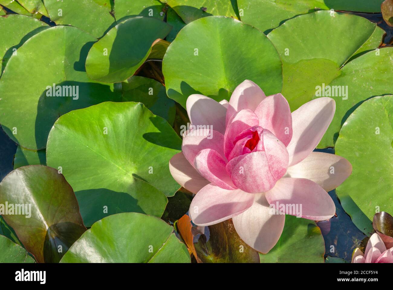 Seerose im Teich mit Blättern, Nymphaeaceae, Süßwasserpflanze Stockfoto