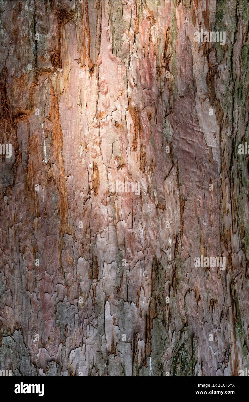 Sequoia, Rinde, Lichteffekt, Riesenmammutbaum, Sequoiadendron giganteum Stockfoto