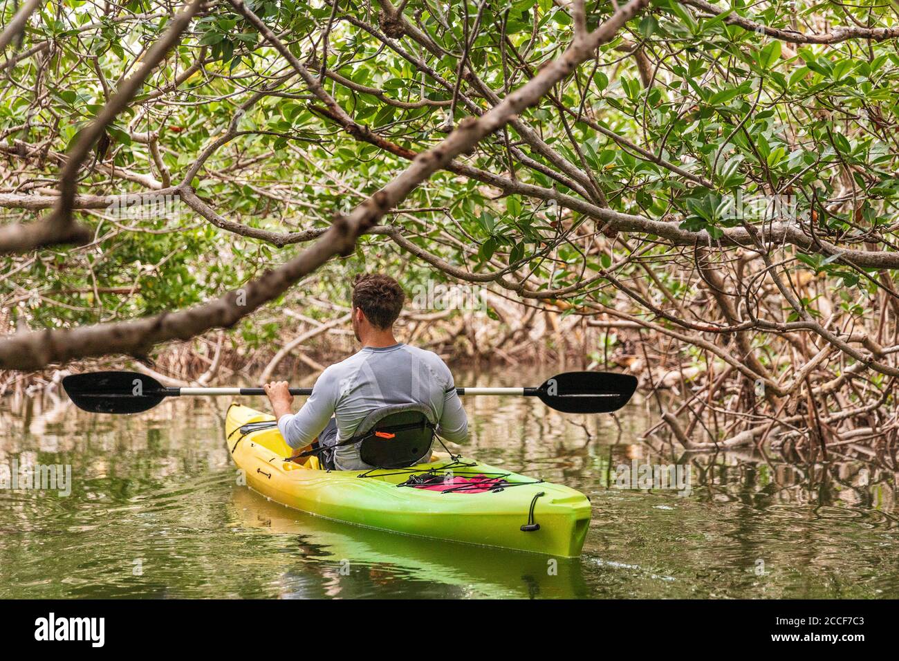 Kajakfahren in den Mangroven-Tunneln von Islamorada in den Keys, Florida, USA Stockfoto