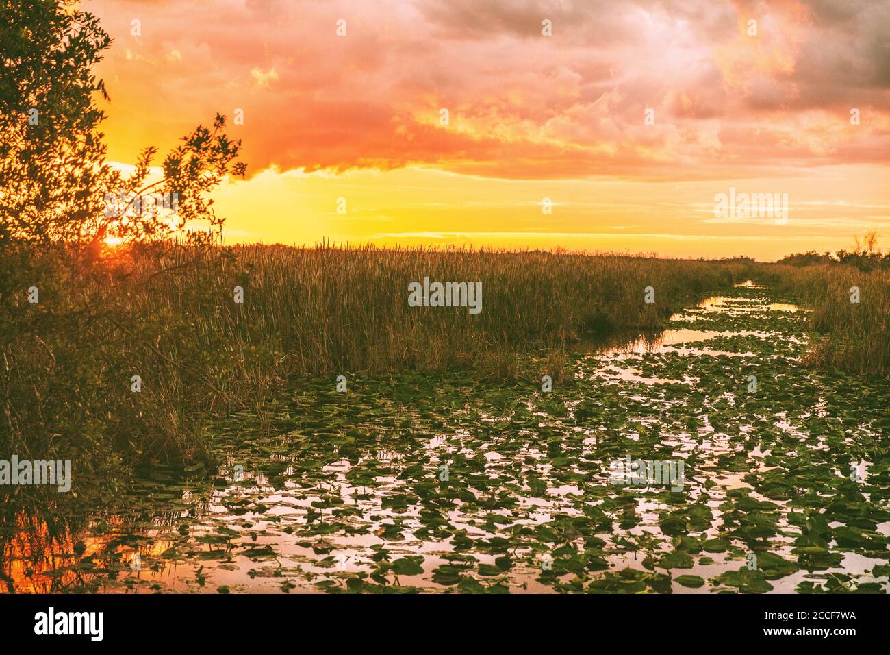 Everglades Florida Feuchtgebiet, Airboat Ausflug im Everglades National Park bei Sonnenuntergang. Naturlandschaft. USA Reiseziel für Tourismus Stockfoto