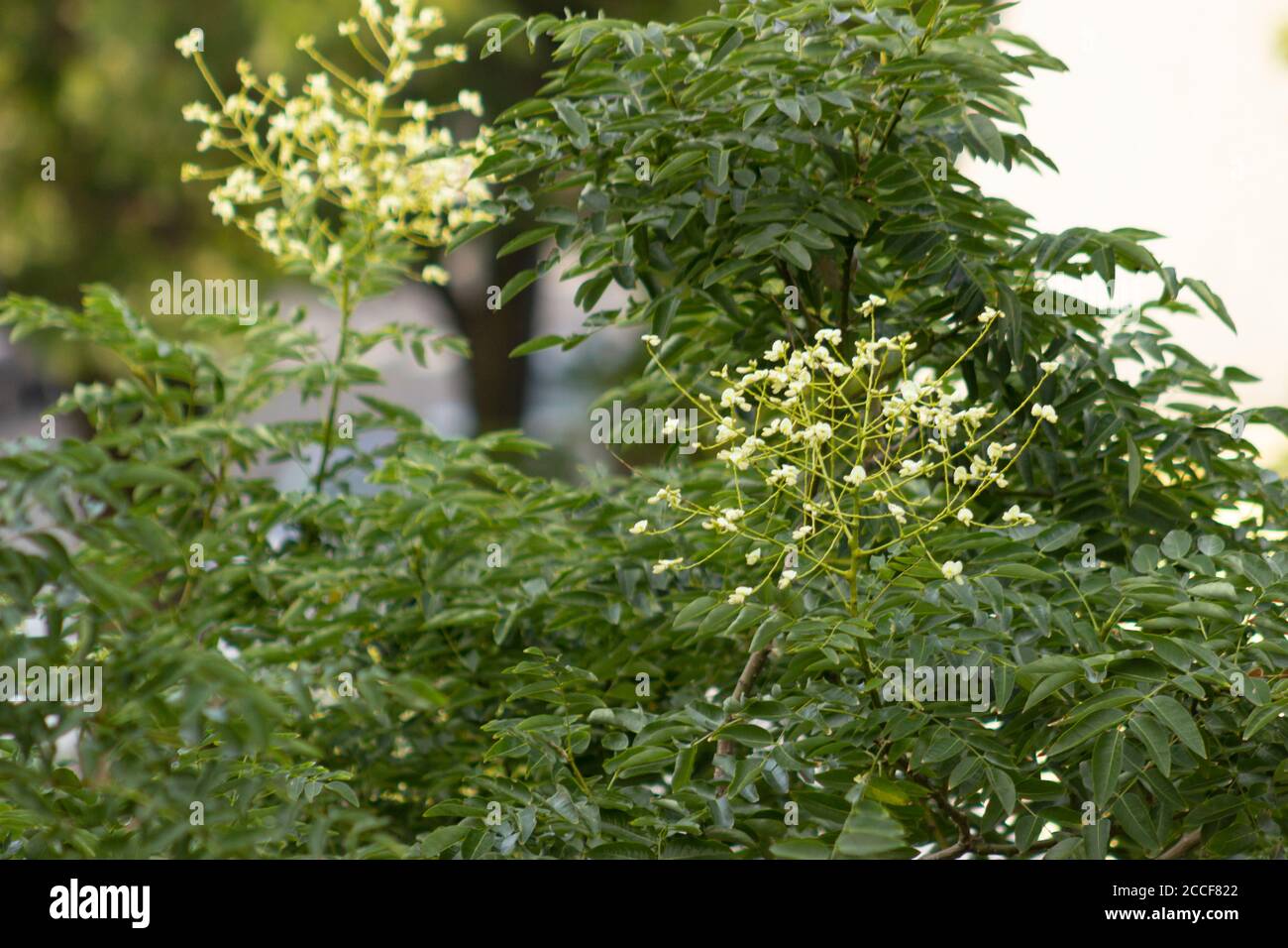 Die blass grünlich weißen Blüten einer japanischen Pagode in New York City, umgeben von grünen Blättern und Ästen Stockfoto
