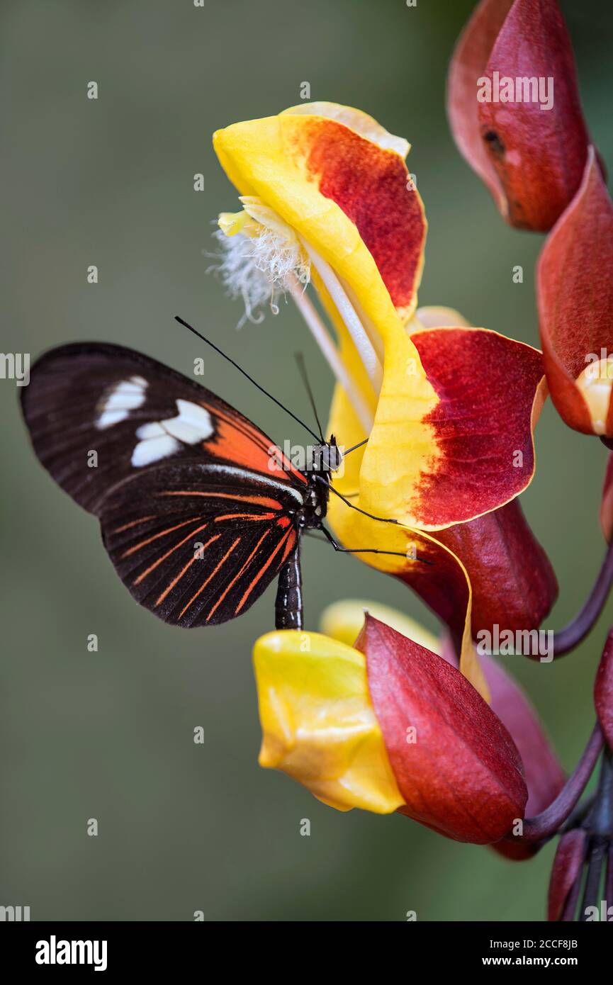 Neotropischer Schmetterling Heliconius doris trinkt Nektar aus einer Blume, Familie Edelfalter (Nymphalidae), Mindo Region, Ecuador Stockfoto