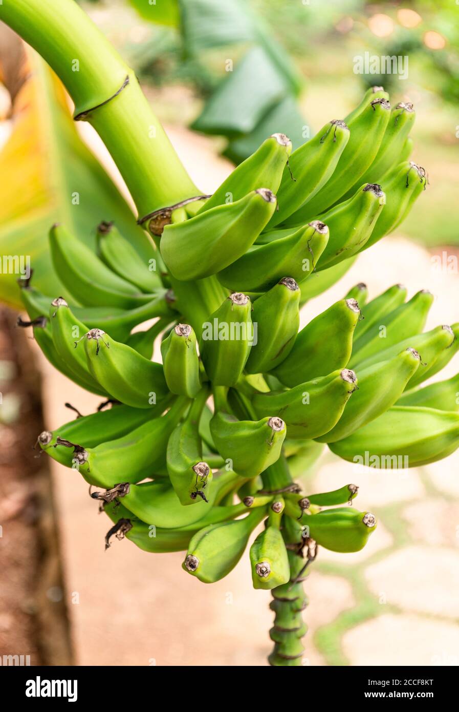 Bananenbündel, Dessert Banane, Musa paradisiaca, Kuba, Familie Banana Familie, Stockfoto