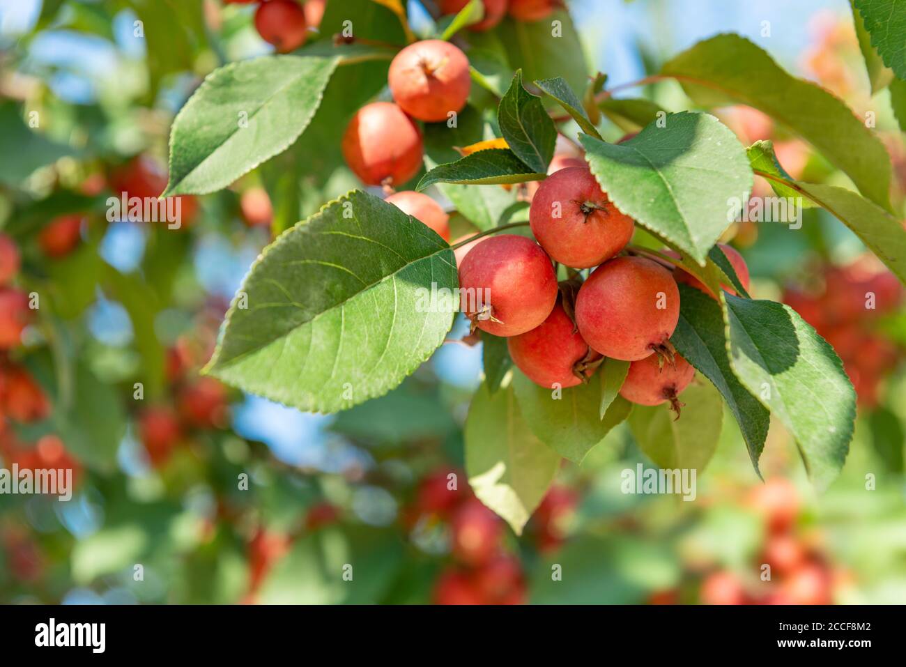 Zierapfel, hängend im Baum, rote Früchte, Malus prunifolia, Stockfoto
