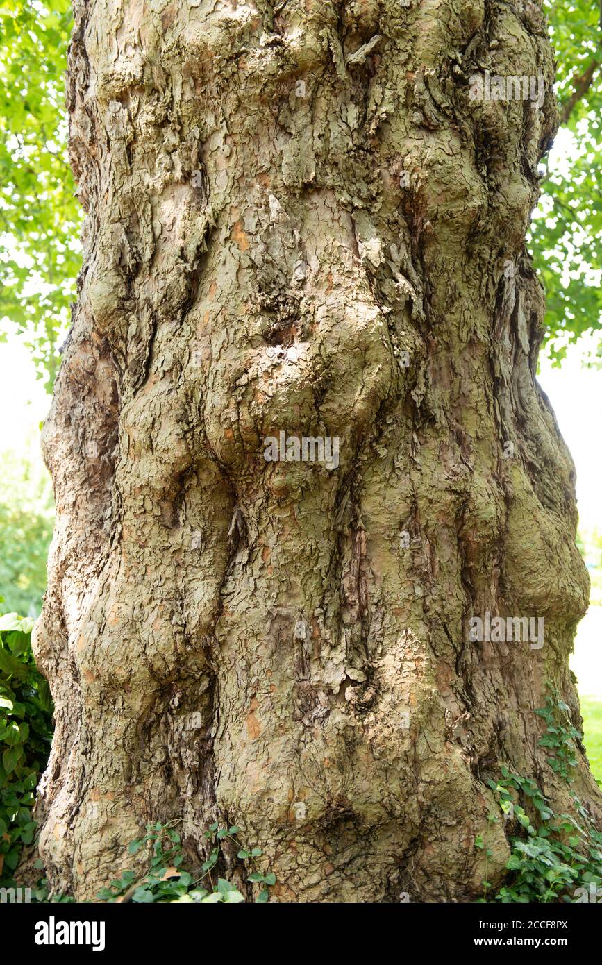Baumstamm, gewöhnlicher Platanenbaum, Platanaceae, Platanus hispanica, Familie Plane Familie, Baum, Ahornblatt Stockfoto