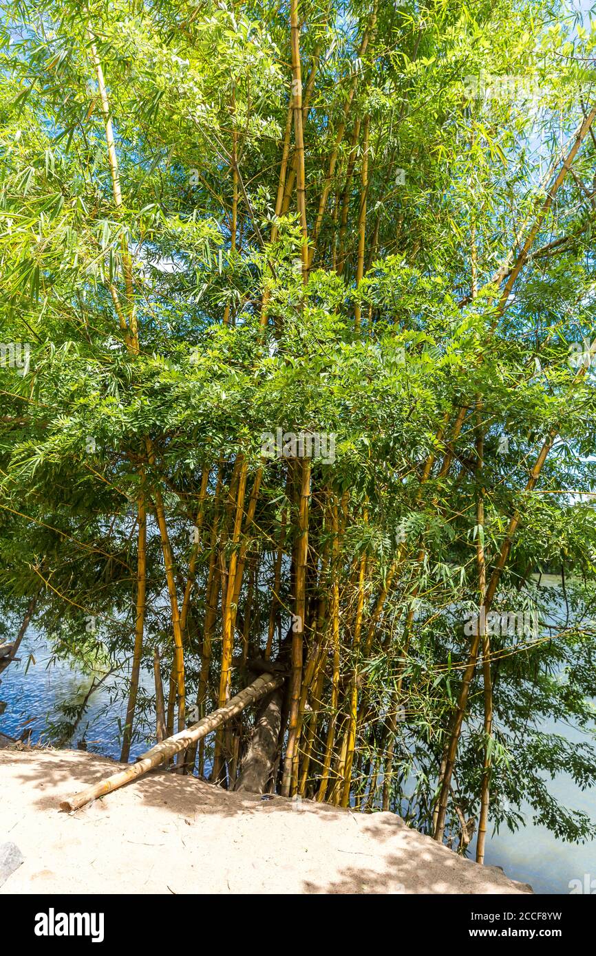 Bambus, (Bambusoideae), Ivoloina River, Taomasina, Tamatave, Madagaskar, Afrika, Indischer Ozean Stockfoto