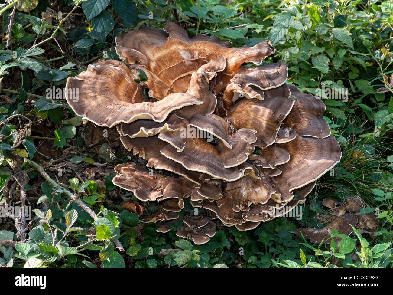 Riesenschwein (Meripilus giganteus), ein Pilz aus der Familie der Riesenschweine (Meripilaceae), Chaneaz, Schweiz Stockfoto