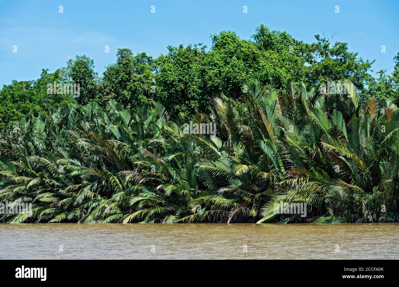 Nipa Palmenwald am Flussufer, Kinabatangan Flussebene, Sabah, Borneo, Malaysia Stockfoto