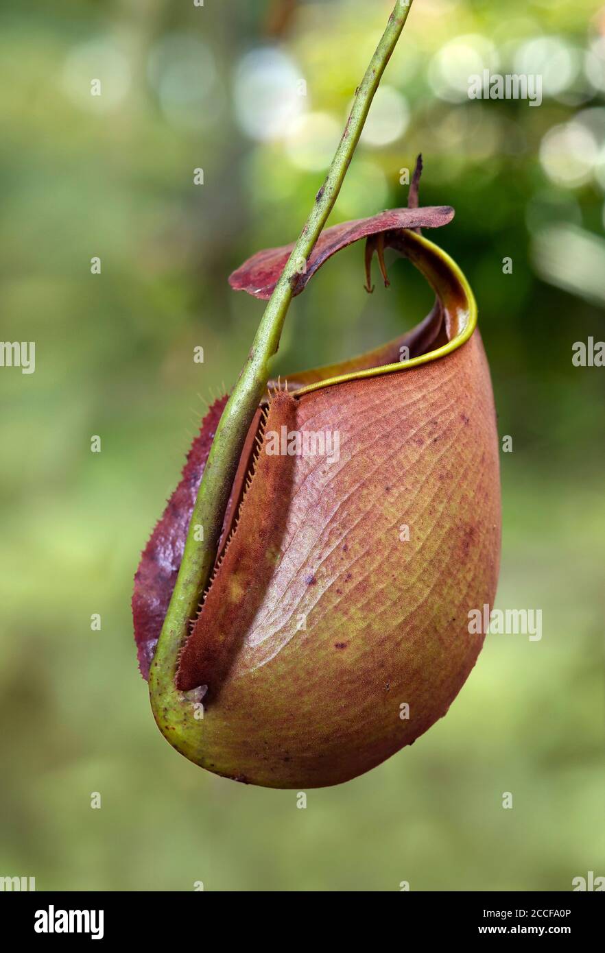 Krug Pflanze (Nepenthes bicalcarata), Pitcher Familie (Nepenthaceae), Sarawak, Borneo, Malaysia Stockfoto