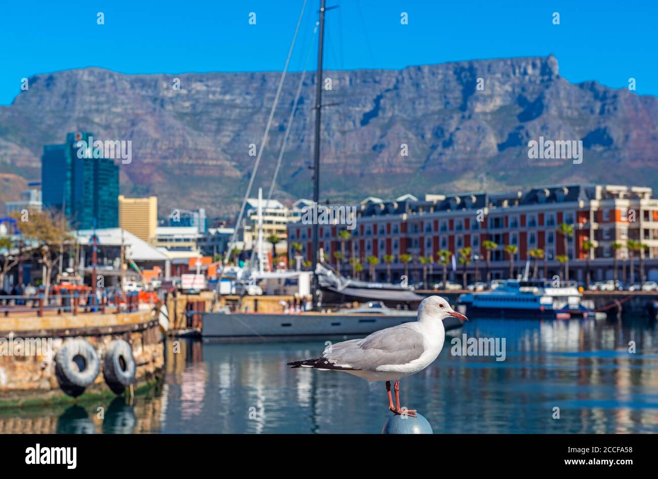Möwe in Kapstadt Hafen und Hafen mit dem Tafelberg im Hintergrund, Kapstadt Stadt, Südafrika. Stockfoto
