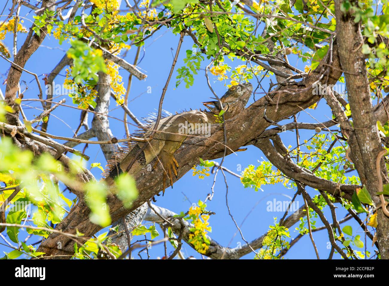 Grüner Leguan, Leguan Leguan, Kletterbaum, Guanacaste; Costa Rica; Mittelamerika von etwa 600 Leguan-Arten, 38 können in Costa Rica gefunden werden Stockfoto