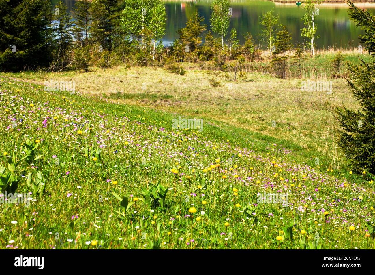 Blumen auf einer steilen Nasswiese am Geroldsee Stockfoto