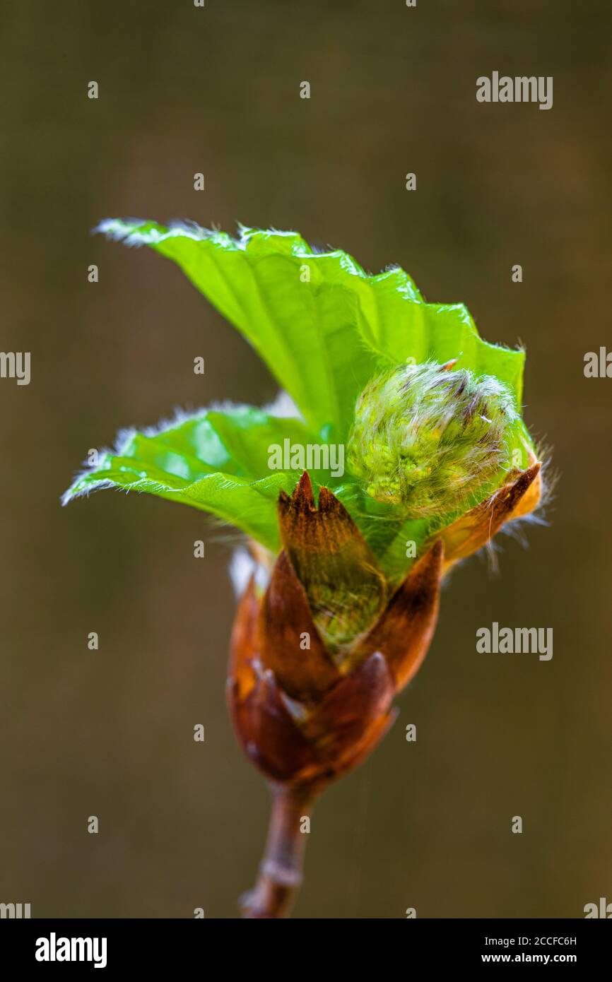 Europäische Buche, Blatt und Buche im Frühjahr, (Fagus sylvatica) Stockfoto