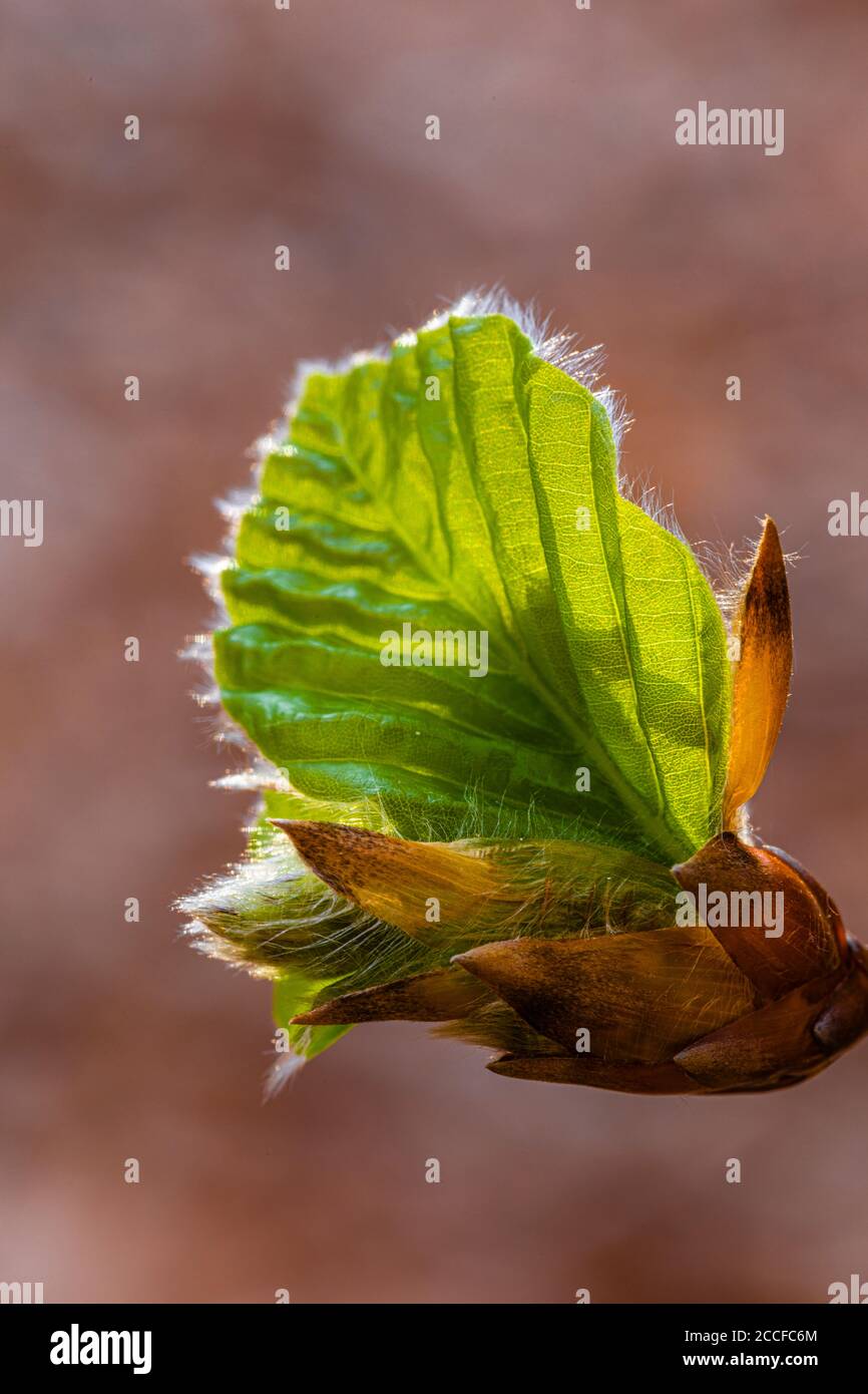 Europäische Buche, Blatt und Buche im Frühjahr, (Fagus sylvatica) Stockfoto
