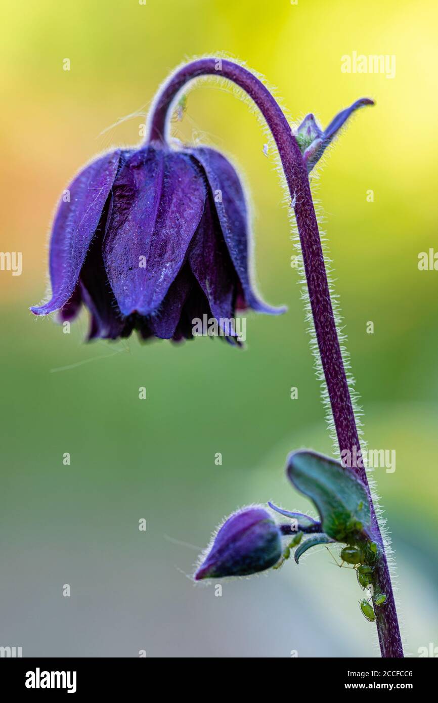 Aquilegia vulgaris Hybrid 'Black Barlow', gefüllte Kolumbine, Nahaufnahme Stockfoto